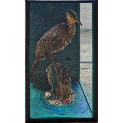 443 - Taxidermy - Cormorant bird in glazed case set amongst naturalistic surround, Phalacrocorax carbo, 75... 