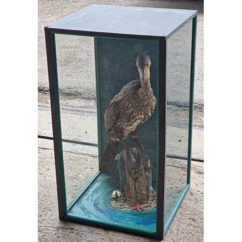 443 - Taxidermy - Cormorant bird in glazed case set amongst naturalistic surround, Phalacrocorax carbo, 75... 