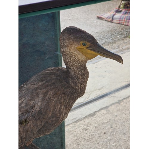 443 - Taxidermy - Cormorant bird in glazed case set amongst naturalistic surround, Phalacrocorax carbo, 75... 