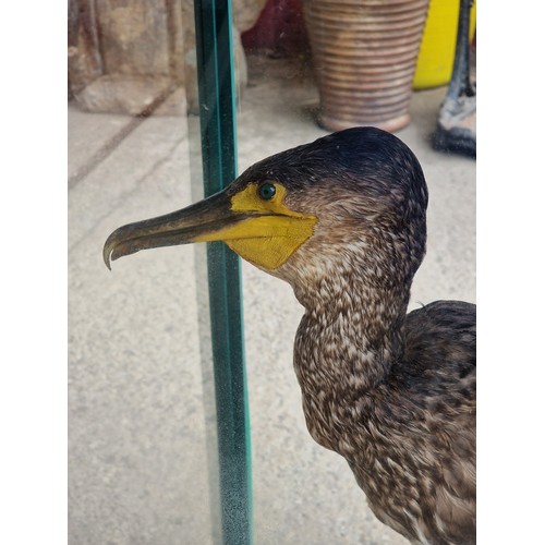 443 - Taxidermy - Cormorant bird in glazed case set amongst naturalistic surround, Phalacrocorax carbo, 75... 