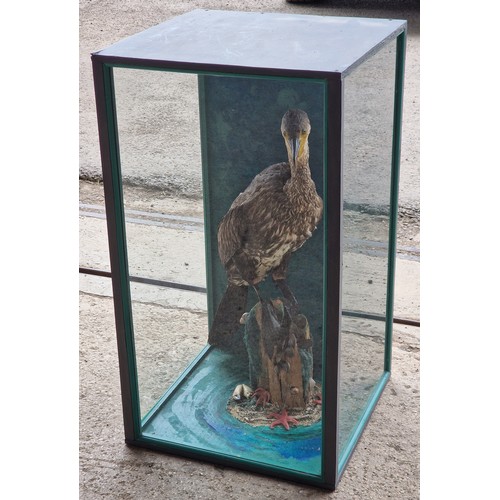 443 - Taxidermy - Cormorant bird in glazed case set amongst naturalistic surround, Phalacrocorax carbo, 75... 