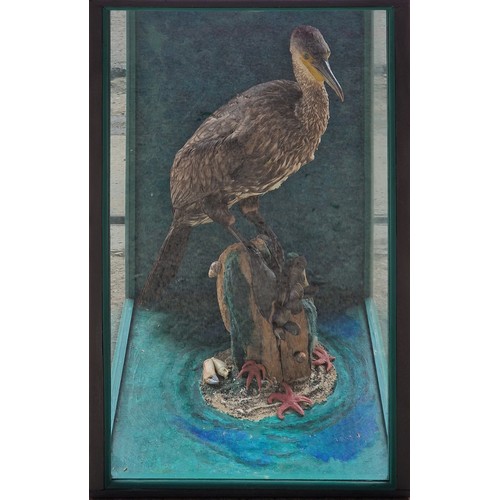 443 - Taxidermy - Cormorant bird in glazed case set amongst naturalistic surround, Phalacrocorax carbo, 75... 