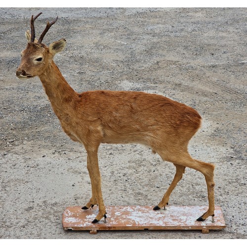 438 - Taxidermy - full mount Roe Deer atop wooden base, Capreolus Capreolus, H 109cm