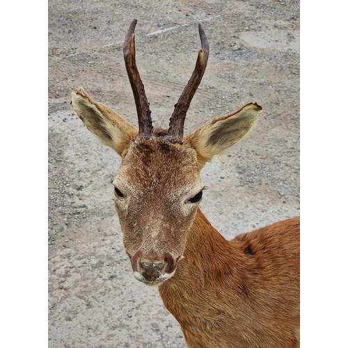 438 - Taxidermy - full mount Roe Deer atop wooden base, Capreolus Capreolus, H 109cm