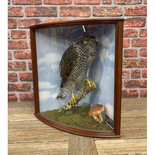 455 - Taxidermy - Northern Goshawk in glazed wooden case set amongst naturalistic surround, Accipiter Gent... 