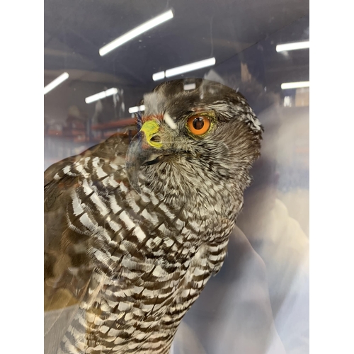 455 - Taxidermy - Northern Goshawk in glazed wooden case set amongst naturalistic surround, Accipiter Gent... 