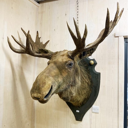 481 - Taxidermy - impressive European Moose head mounted on wooden shield plaque, Alces alces, maximum ant... 