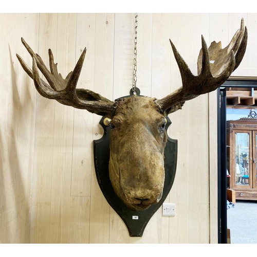 481 - Taxidermy - impressive European Moose head mounted on wooden shield plaque, Alces alces, maximum ant... 