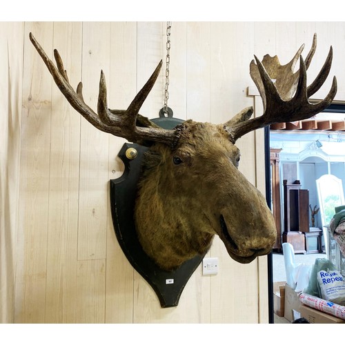 481 - Taxidermy - impressive European Moose head mounted on wooden shield plaque, Alces alces, maximum ant... 