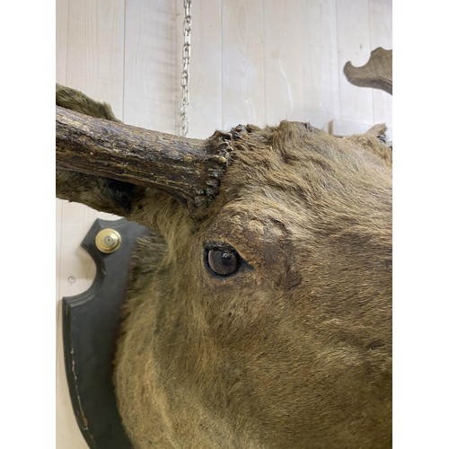 481 - Taxidermy - impressive European Moose head mounted on wooden shield plaque, Alces alces, maximum ant... 