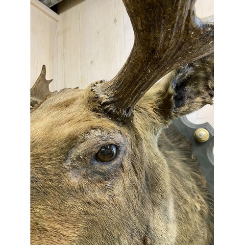 481 - Taxidermy - impressive European Moose head mounted on wooden shield plaque, Alces alces, maximum ant... 