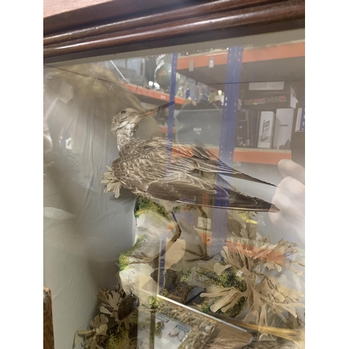 449 - Taxidermy - Redshank and Godwit birds in glazed case set amongst naturalistic background, by Ashmead... 