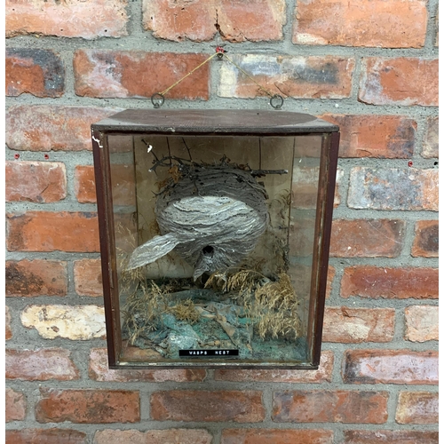 174 - Cased taxidermy wasps nest in naturalistic setting, H 32 x 27cm