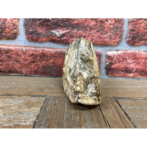 2 - Natural History - Antique Elephant tooth