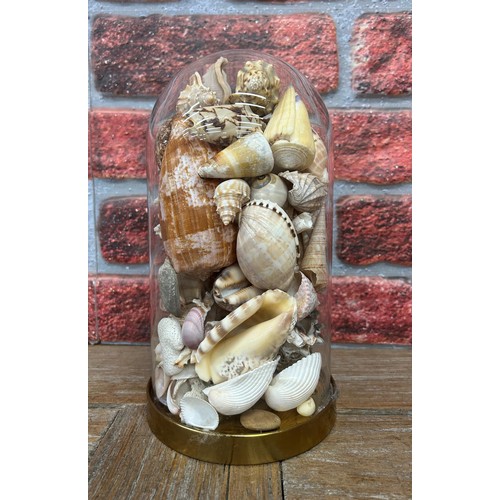 574 - Glass dome with exotic shells, H 29cm