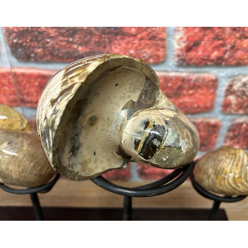 576 - Quantity of polished ammonite fossils held on custom display stand