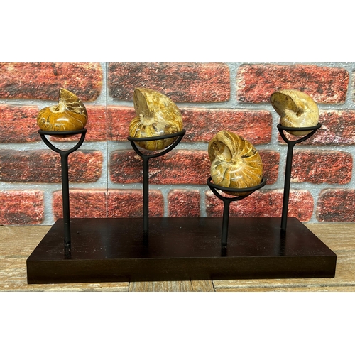 577 - Quantity of polished ammonite fossils held on custom display stand