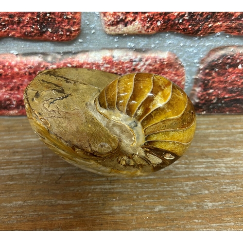 577 - Quantity of polished ammonite fossils held on custom display stand