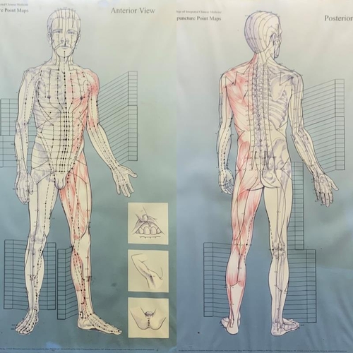 1490 - Anatomical printed illustrations depicting acupuncture points, framed, 59cm x 42cm (3)