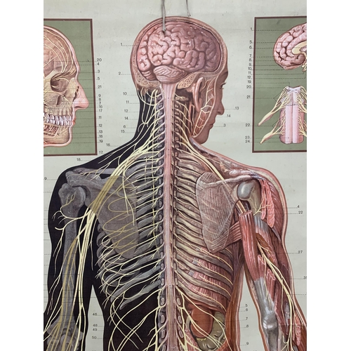 568 - Vintage anatomical wall chart from the German Hygiene Museum, 200cm x 90cm