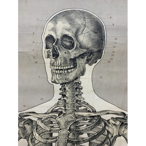 569 - Vintage anatomical wall chart from the German Hygiene Museum, 200cm x 90cm