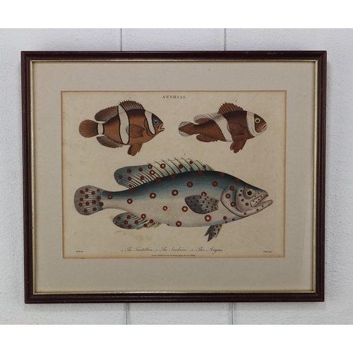 1458 - Antique hand coloured fish engraving from Encyclopaedia Londinensis, copper engraving from the 1802 ... 