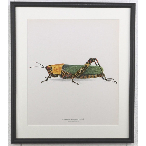 1461 - Bernard Durin (1940 -1988) American Grasshopper lithograph, framed, 36.5cm x 41.5cm