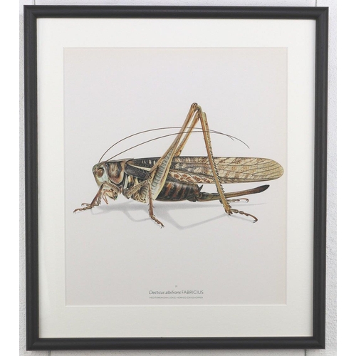 1462 - Bernard Durin (1940 -1988) Mediterranean Long Horned Grasshopper lithograph, framed, 36.5cm x 41.5cm