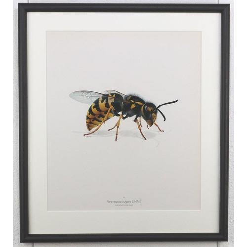 1463 - Bernard Durin (1940 -1988) European Paper Wasp lithograph, framed, 36.5cm x 41.5cm