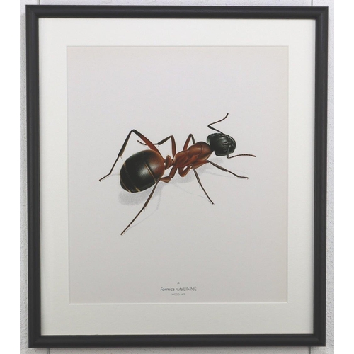 1464 - Bernard Durin (1940 -1988) Wood Ant lithograph, framed, 36.5cm x 41.5cm