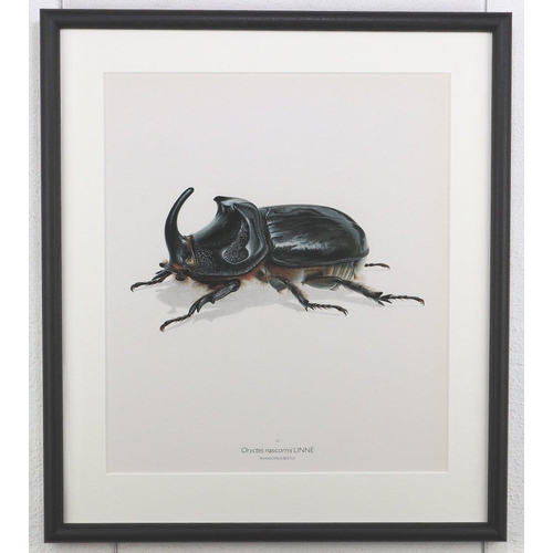 1470 - Bernard Durin (1940 -1988) Rhinoceros Beetle lithograph, framed, 36.5cm x 41.5cm