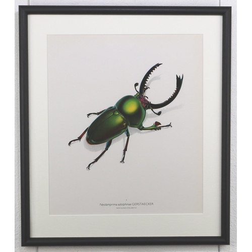 1471 - Bernard Durin (1940 -1988) New Guinea Stag Beetle lithograph, framed, 36.5cm x 41.5cm