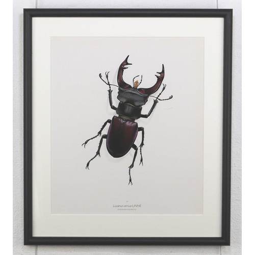 1472 - Bernard Durin (1940 -1988) European Stag Beetle lithograph, framed, 36.5cm x 41.5cm