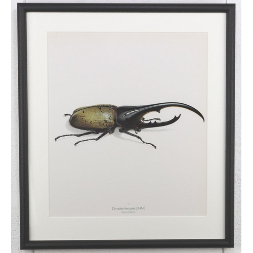 1473 - Bernard Durin (1940 -1988) Hercules Beetle lithograph, framed, 36.5cm x 41.5cm