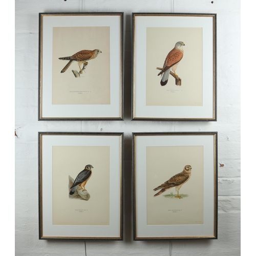 1477 - Set of four Swedish Birds of Prey lithographs, produced by Magnus von Wright and Wilhelm von Wright,... 