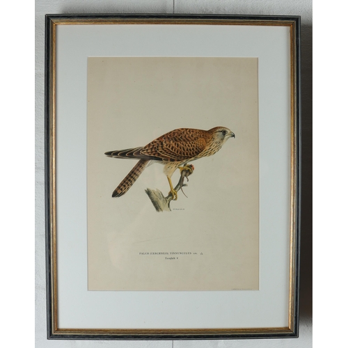 1477 - Set of four Swedish Birds of Prey lithographs, produced by Magnus von Wright and Wilhelm von Wright,... 