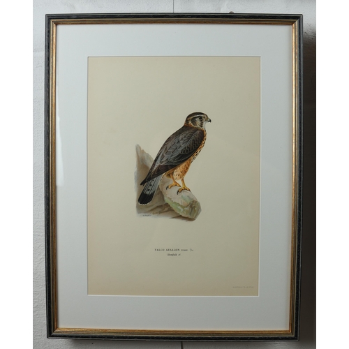 1477 - Set of four Swedish Birds of Prey lithographs, produced by Magnus von Wright and Wilhelm von Wright,... 