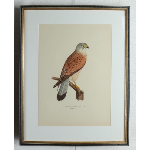 1477 - Set of four Swedish Birds of Prey lithographs, produced by Magnus von Wright and Wilhelm von Wright,... 