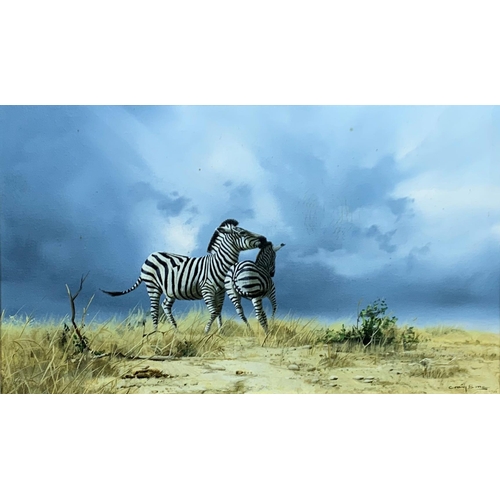 1512 - Craig Bone (1955-) two Zebras in landscape scene, signed, oil on canvas, 48cm x 28cm, framed