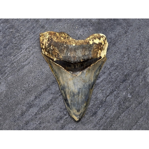 252 - Taxidermy - large Megalodon tooth fossil, Miocene Epoch circa 5-10 million years old, 10cm x 8cm