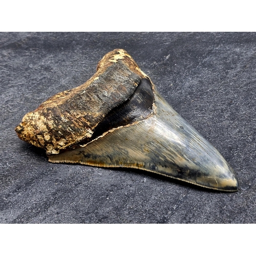 252 - Taxidermy - large Megalodon tooth fossil, Miocene Epoch circa 5-10 million years old, 10cm x 8cm