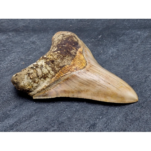 253 - Taxidermy - large Megalodon tooth fossil, Miocene Epoch circa 5-10 million years old, 11cm x 9cm