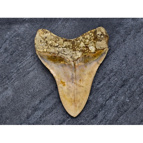 253 - Taxidermy - large Megalodon tooth fossil, Miocene Epoch circa 5-10 million years old, 11cm x 9cm