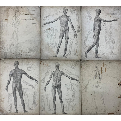 1454 - Collection of 19th century German medical anatomical etchings on card, signed Dr Munz Fecit, held in... 