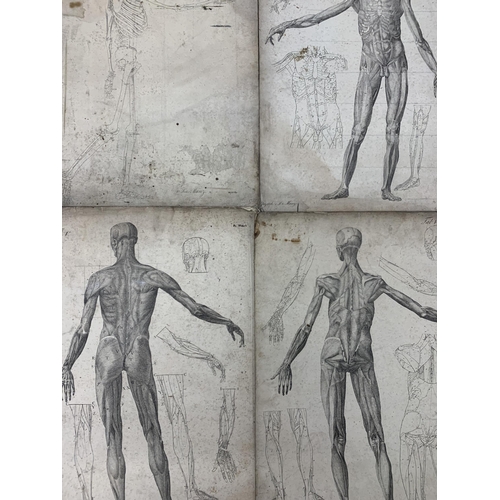 1454 - Collection of 19th century German medical anatomical etchings on card, signed Dr Munz Fecit, held in... 