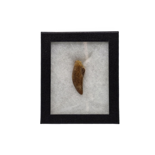 260 - Dinosaur tooth, African 'T-Rex', Carchardodontosaurus Saharicus, Cretaeous period circa 96 MYA, L 6c... 