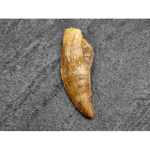 260 - Dinosaur tooth, African 'T-Rex', Carchardodontosaurus Saharicus, Cretaeous period circa 96 MYA, L 6c... 