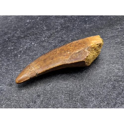 260 - Dinosaur tooth, African 'T-Rex', Carchardodontosaurus Saharicus, Cretaeous period circa 96 MYA, L 6c... 