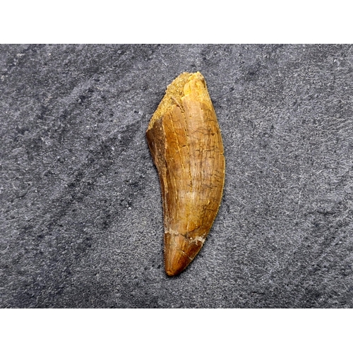 260 - Dinosaur tooth, African 'T-Rex', Carchardodontosaurus Saharicus, Cretaeous period circa 96 MYA, L 6c... 