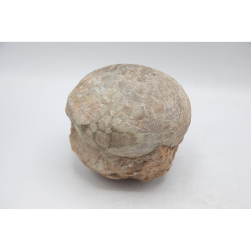 258 - Large late Cretaceous Period, 100-66 million years, fossilised dinosaur egg, Hadrosaurus species, H ... 